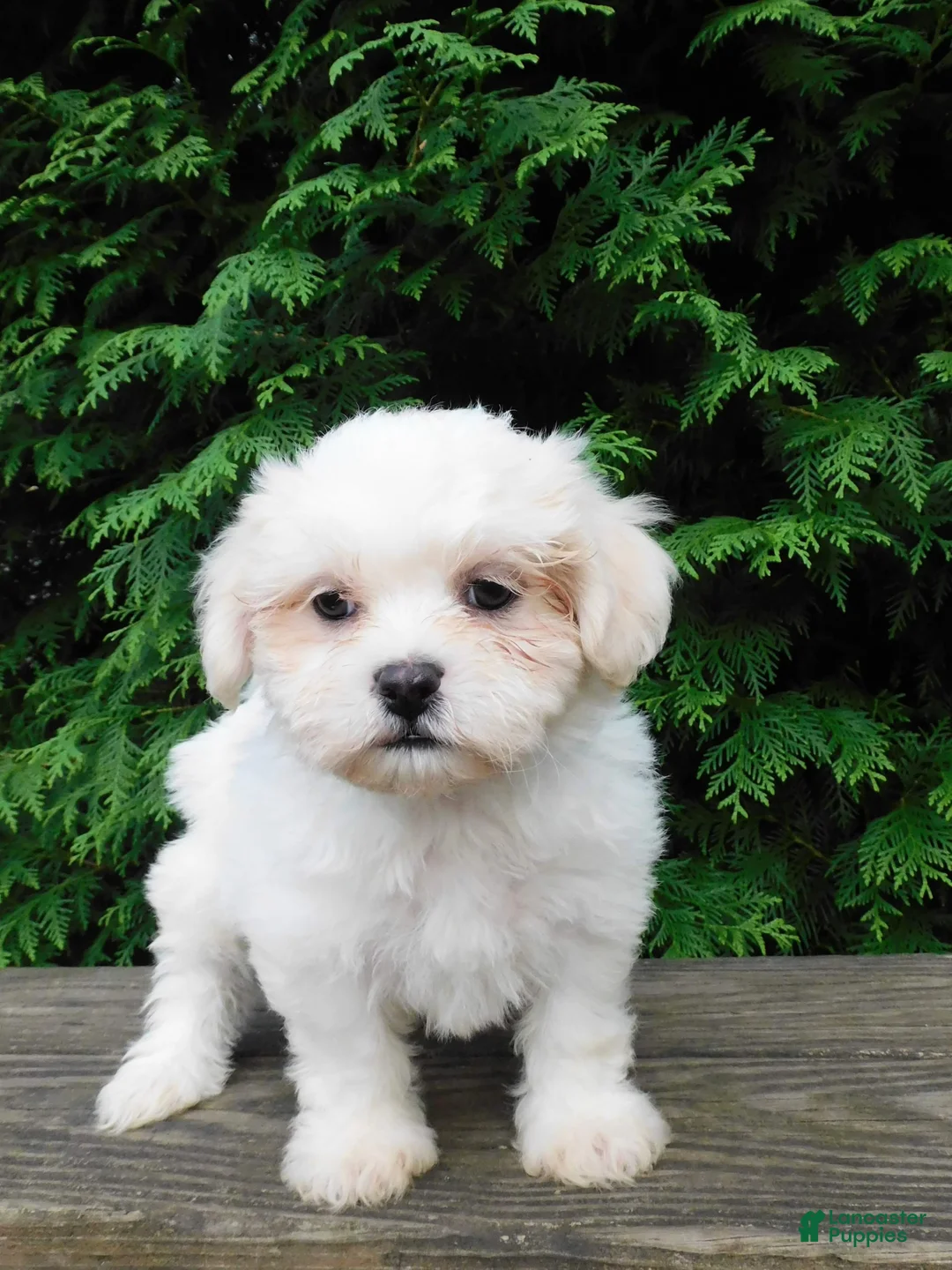 Teddy Bear dogs for sale: Kenton - Ad 4
