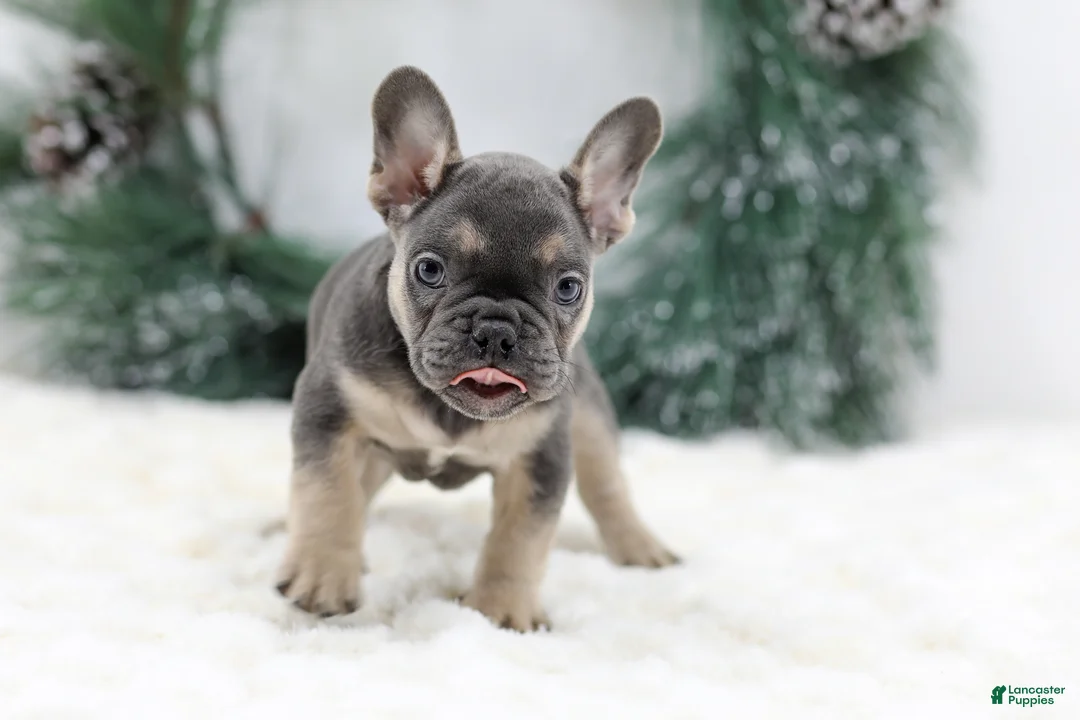 French Bulldog dogs for sale: Jordan - Ad 2