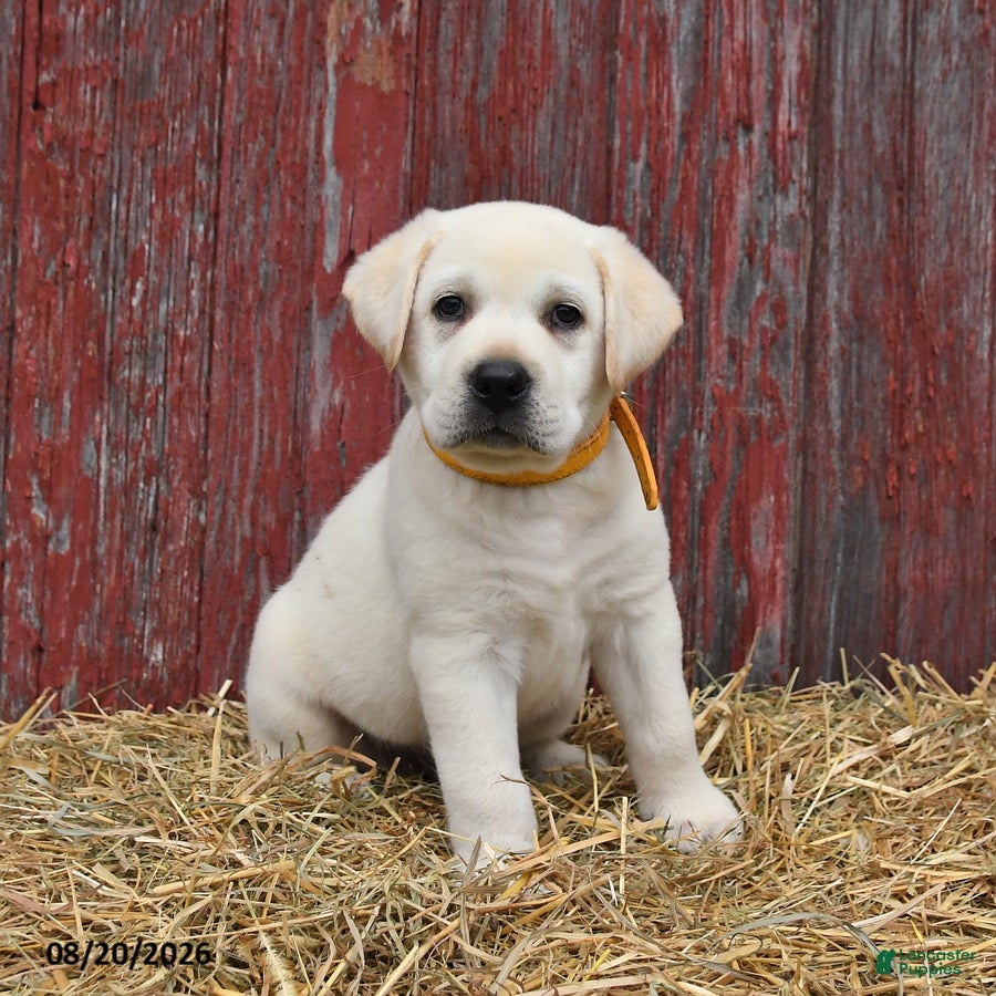 Labrador Retriever dogs Rover - Ad 1