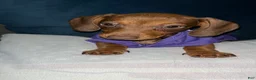 Dachshund dogs for sale: Dachshund 1 - Ad 11
