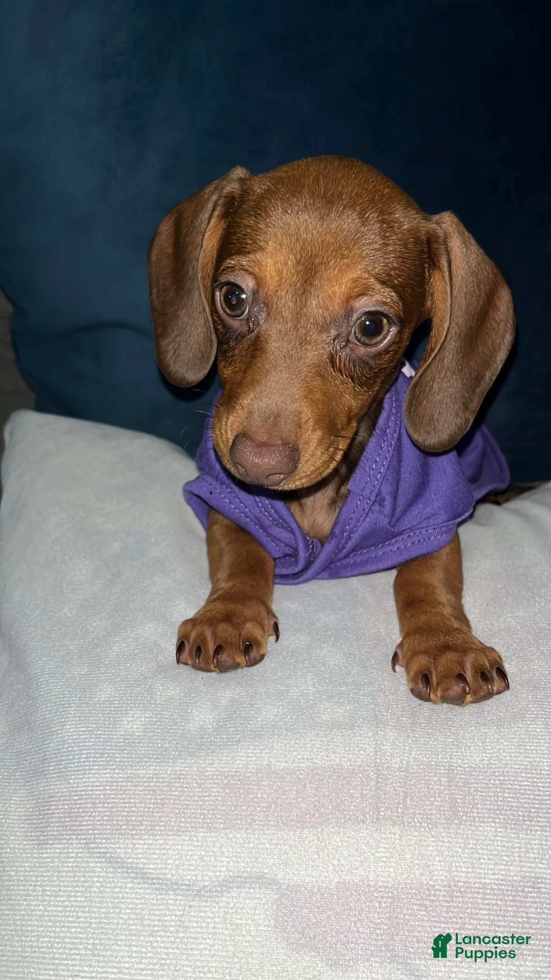 Dachshund dogs for sale: Dachshund 1 - Ad 11