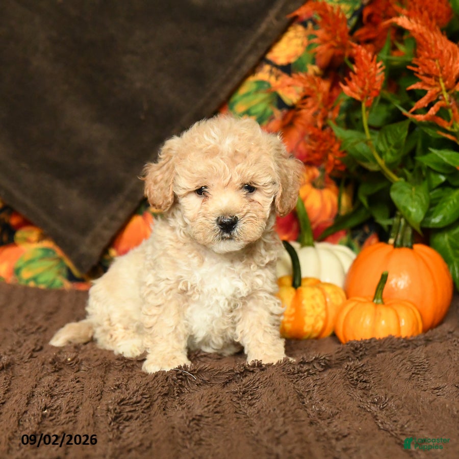 Maltipoo dogs Barney - Ad 1