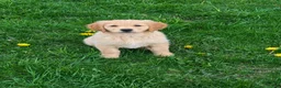 Golden Retriever dogs for sale: Layla  - Ad 2