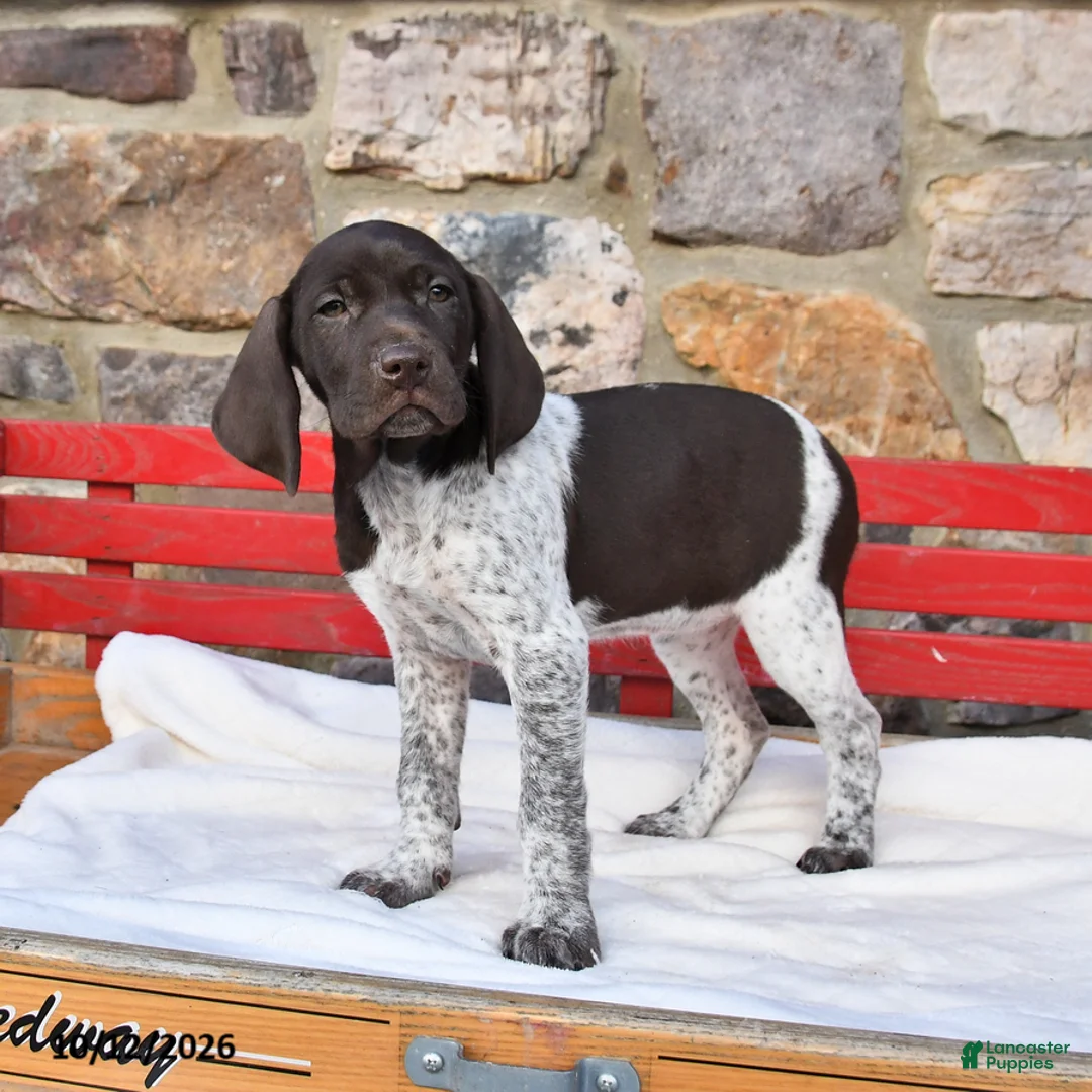 German Shorthaired Pointer dogs for sale: Mango - Ad 3
