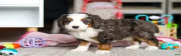Mini Bernedoodle dogs for sale: Tracker - Ad 4
