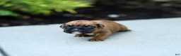 Boxer dogs for sale: Ninja Boxer  - Ad 1