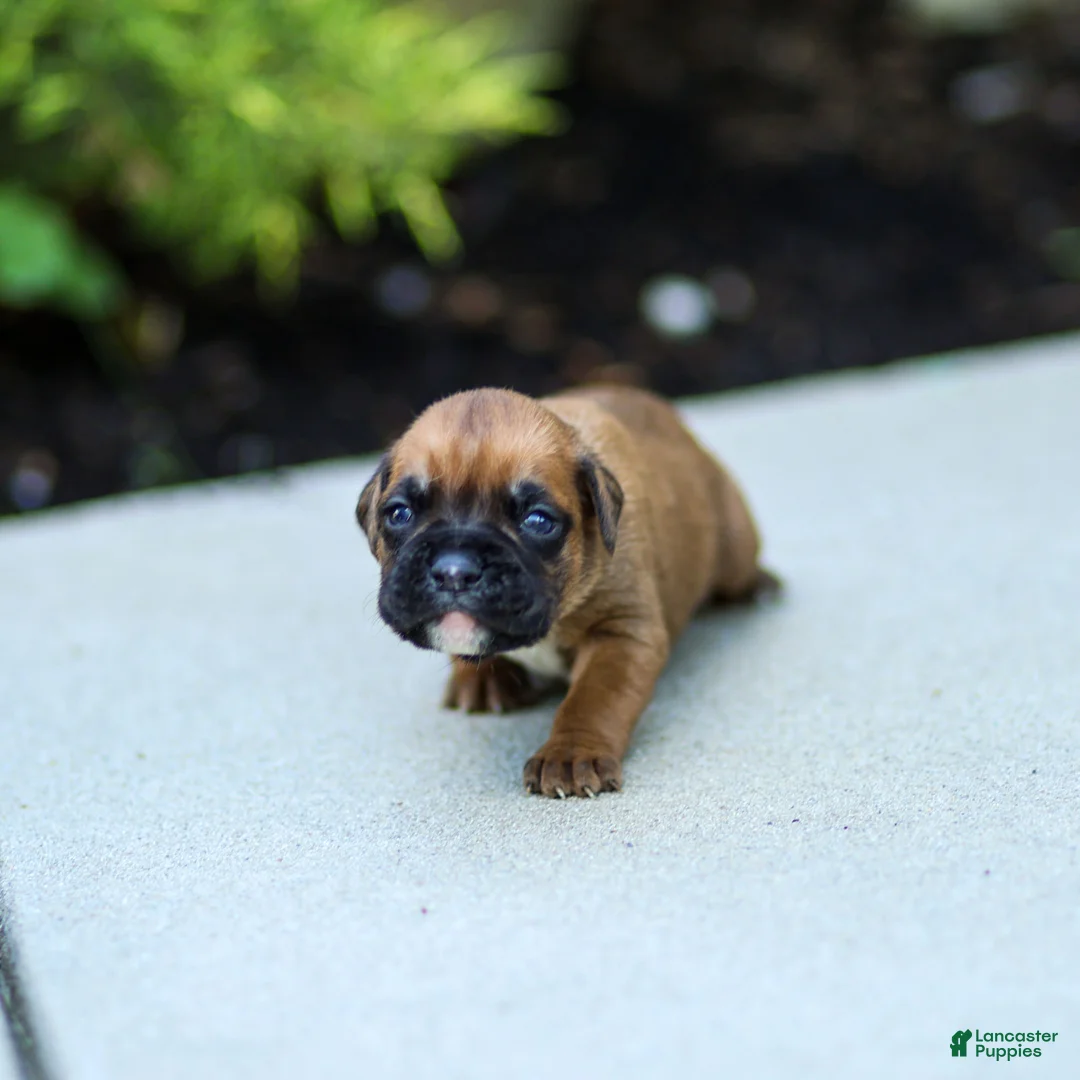 Boxer dogs for sale: Ninja Boxer  - Ad 1