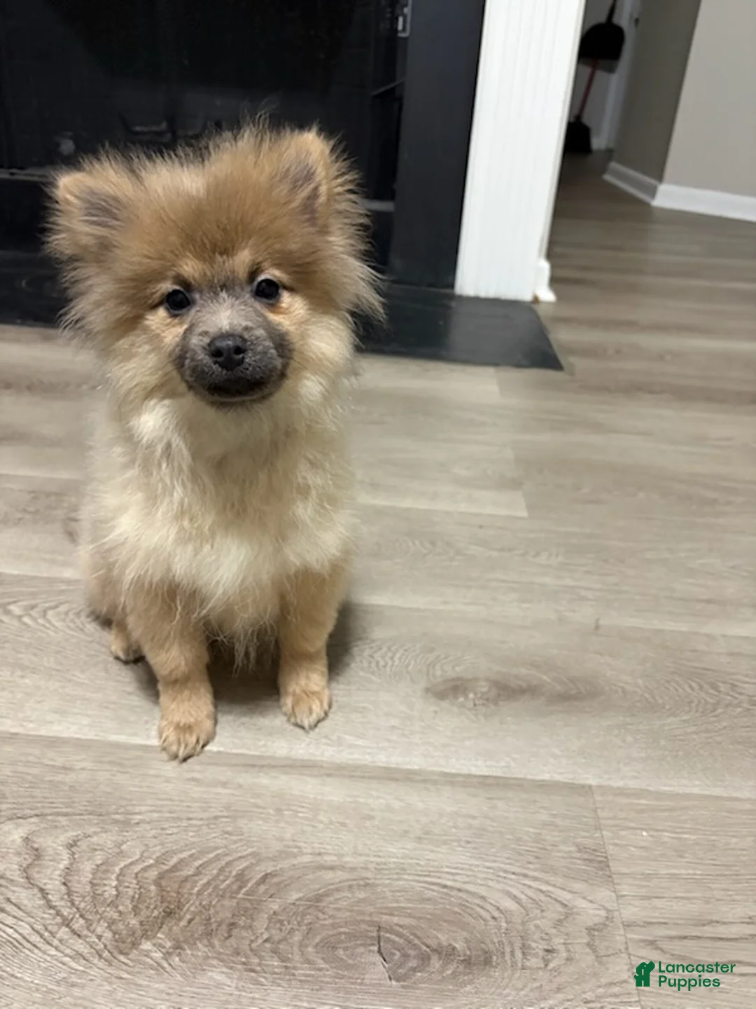 Pomeranian dogs for sale: Feather - Ad 3