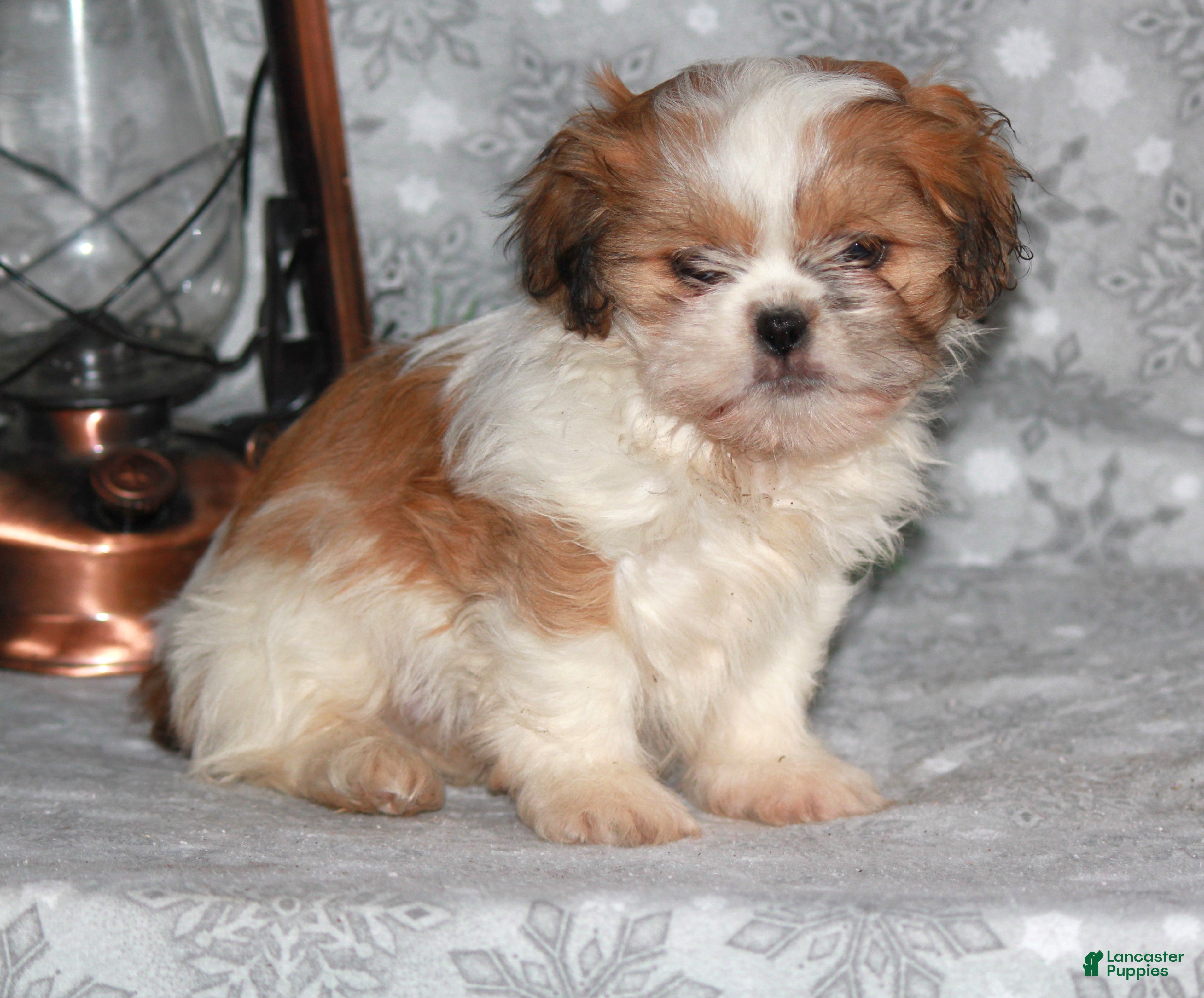 Shih Tzu dogs Sasha - Ad 37