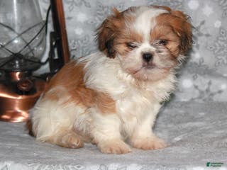 Shih Tzu dogs Sasha - Ad 9