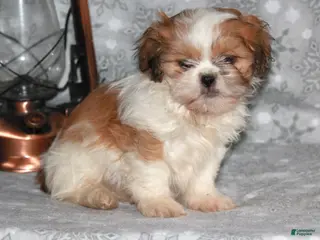 Shih Tzu dogs Sasha - Ad 5