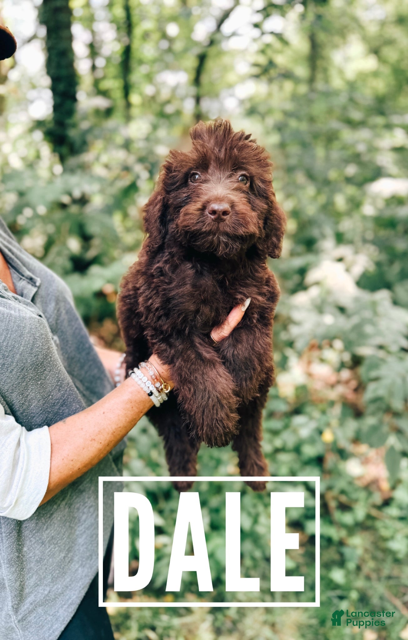 Aussiedoodle dogs Dale - Ad 34