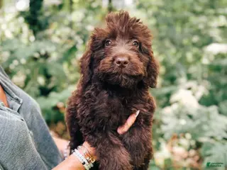 Aussiedoodle dogs Dale - Ad 30