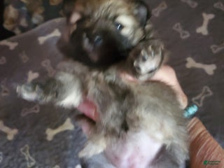 Pomeranian dogs - Ad 9