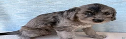 Labradoodle dogs for sale: Labradoodle 1 - Ad 2