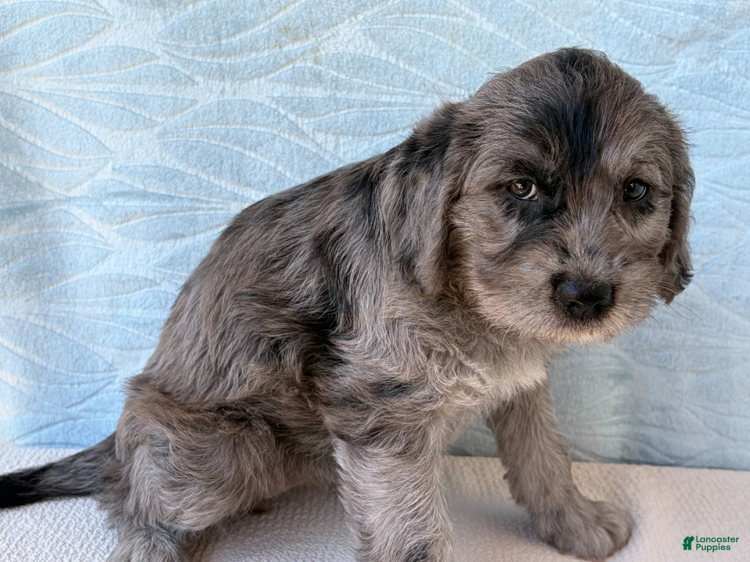 Labradoodle dogs for sale: Labradoodle 1 - Ad 2