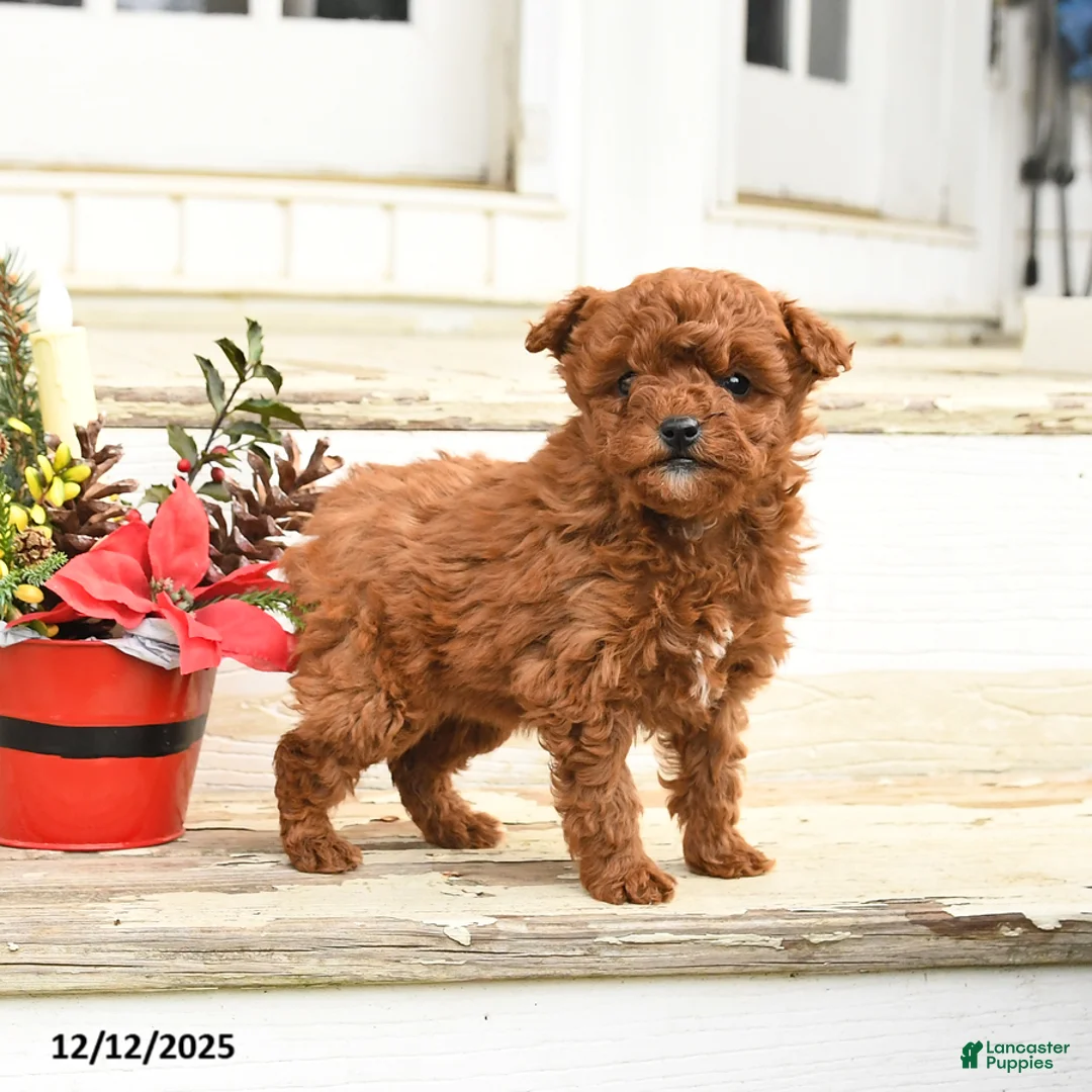 Miniature Labradoodle dogs for sale: Amber - Ad 8