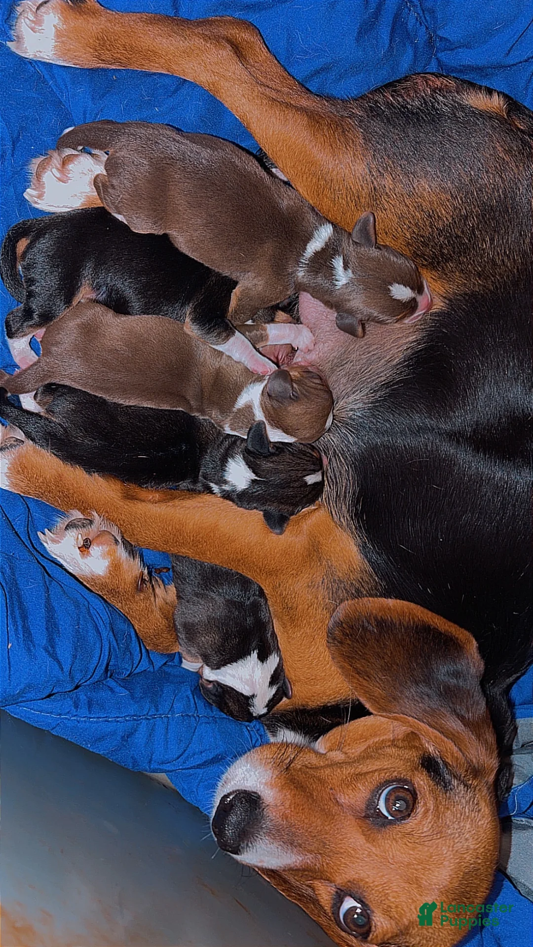 Beagle dogs for sale: Beagle Puppy 2 - Ad 5