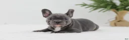 French Bulldog dogs for sale: Hannah - Ad 3