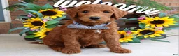 Goldendoodle dogs for sale: Rusty - Ad 8