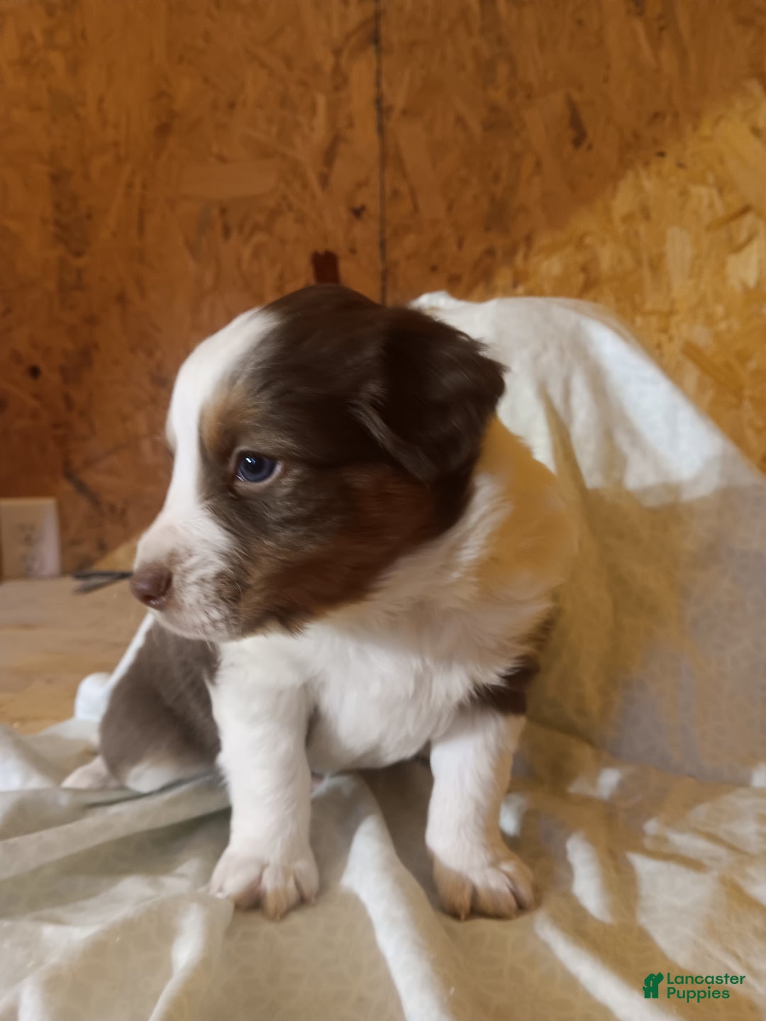 Australian Shepherd dogs for sale: Brownie - Ad 4