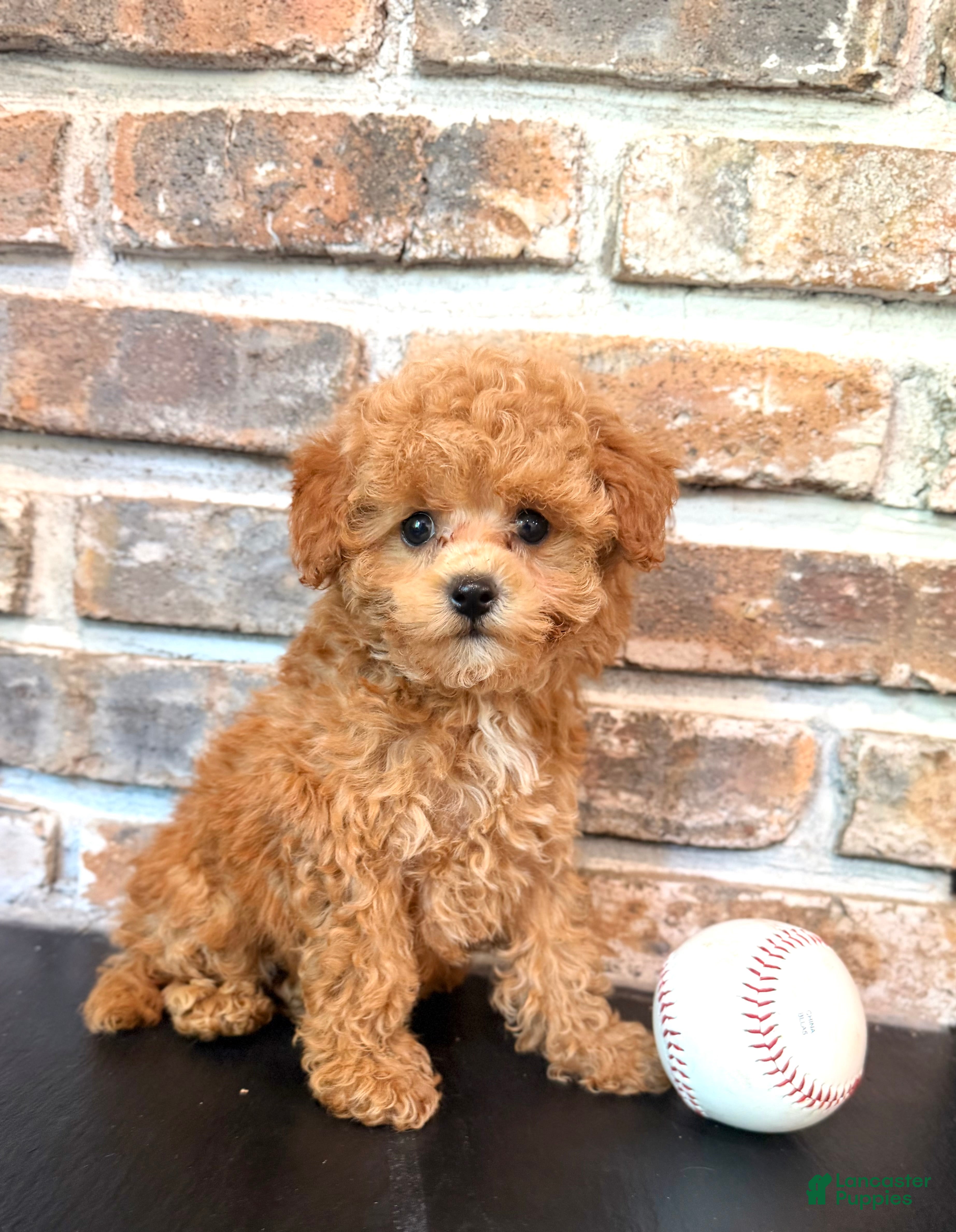 Cavapoo dogs Bunt - Ad 1