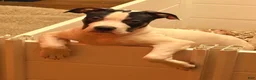 Mixed Breed dogs for sale: Mixed Breed 3 - Ad 8