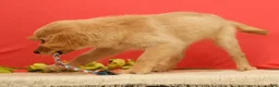 Golden Retriever dogs for sale: Pumpkin - Ad 3