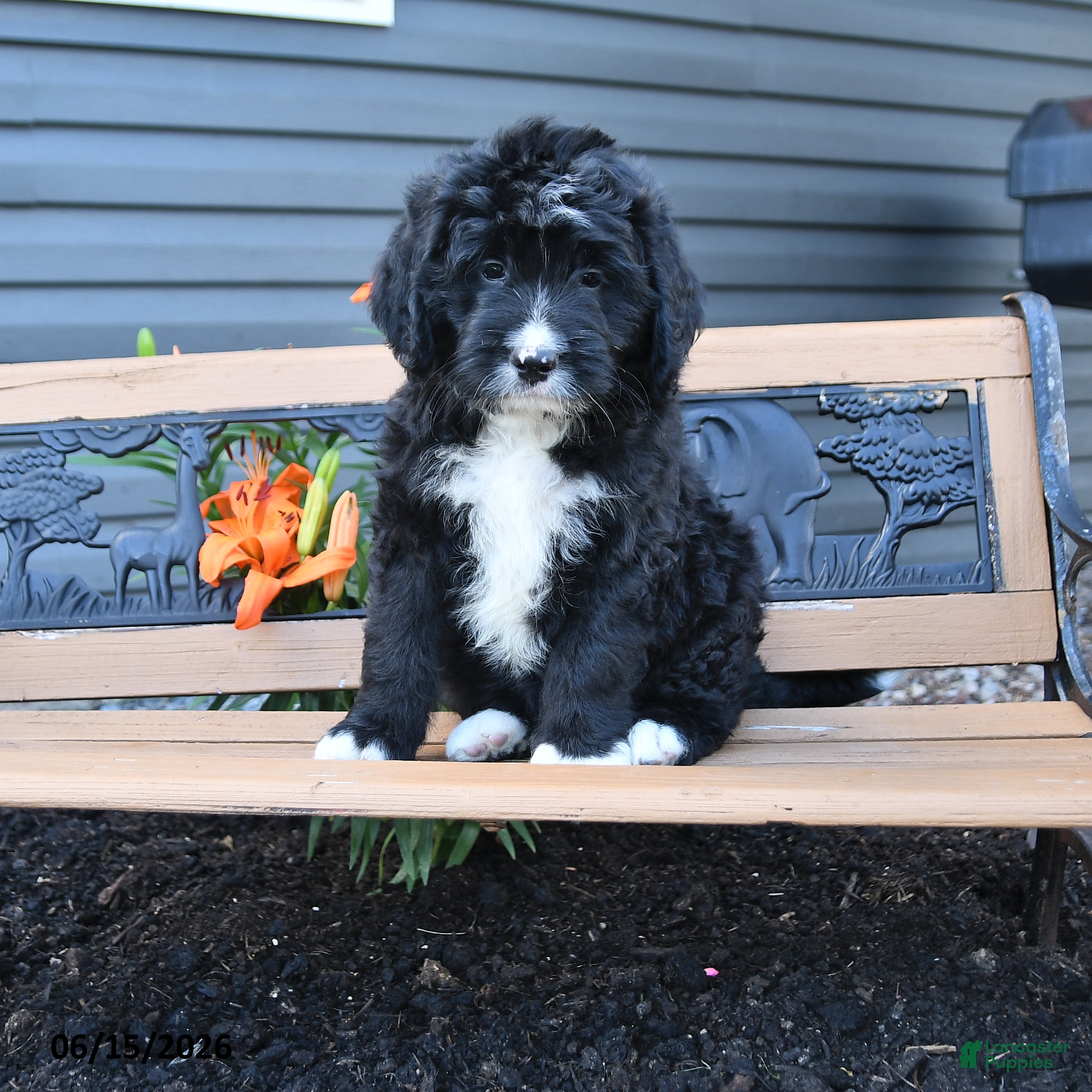 Bernedoodle dogs Nick  - Ad 1