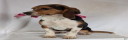 Beagle dogs for sale: Ross - Ad 13