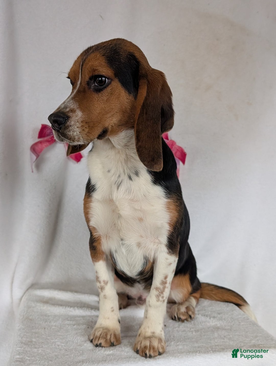 Beagle dogs for sale: Ross - Ad 13