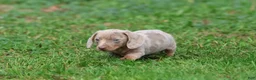Miniature Dachshund dogs for sale: Marbles - Ad 3