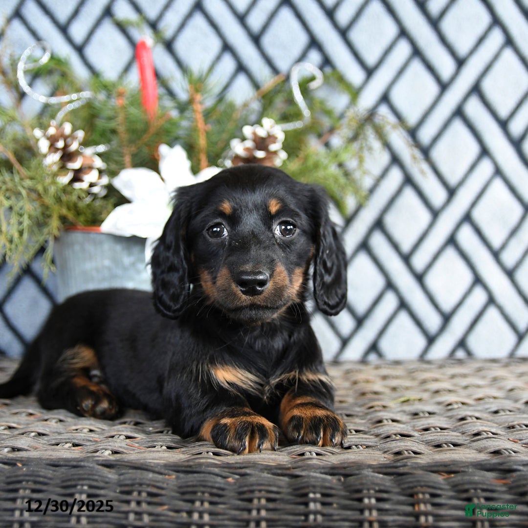 Miniature Dachshund dogs for sale: Tori - Ad 3