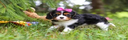 Cavalier King Charles Spaniel dogs for sale: Fern - Ad 4