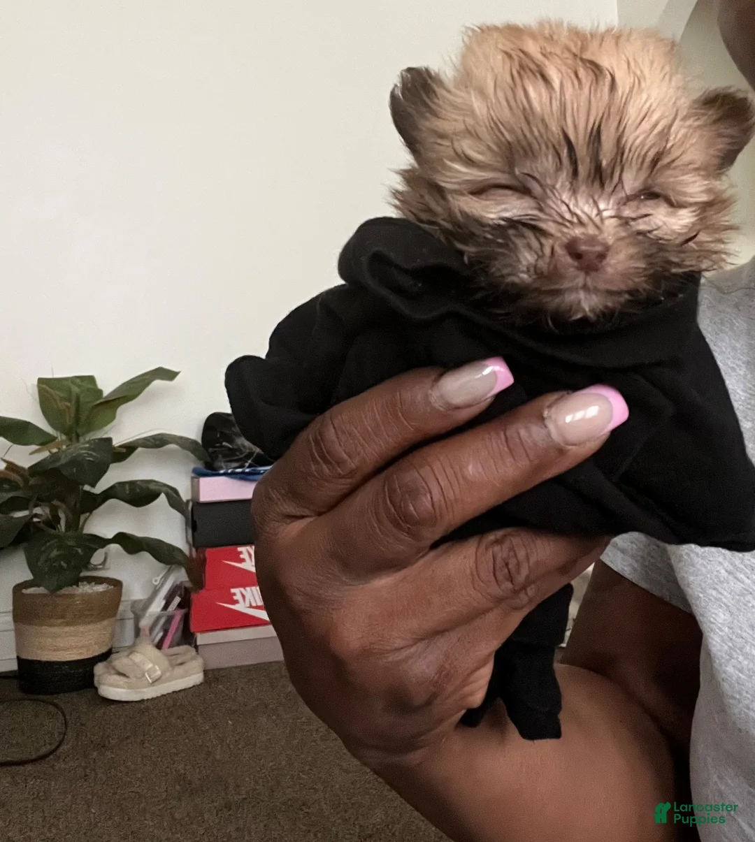 Shihpoo dogs for sale: Shihpoo 1 - Ad 2