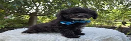 Toy Poodle dogs for sale: Billy - Ad 4