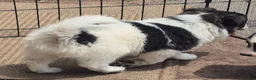 Mixed Breed dogs for sale: Aussie border collie - Ad 2