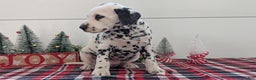 Dalmatian dogs for sale: Jasper - Ad 3