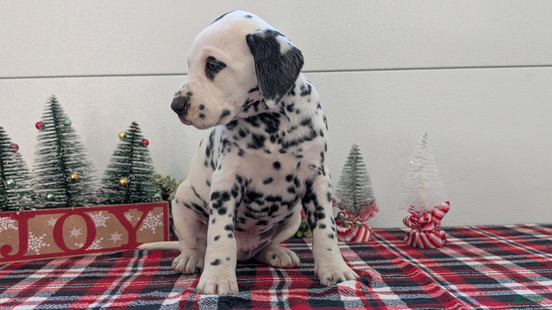 Dalmatian dogs for sale: Jasper - Ad 3