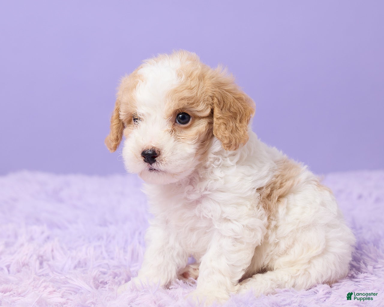 Cavapoo dogs Andy - Ad 2