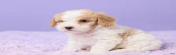 Cavapoo dogs for sale: Andy - Ad 2