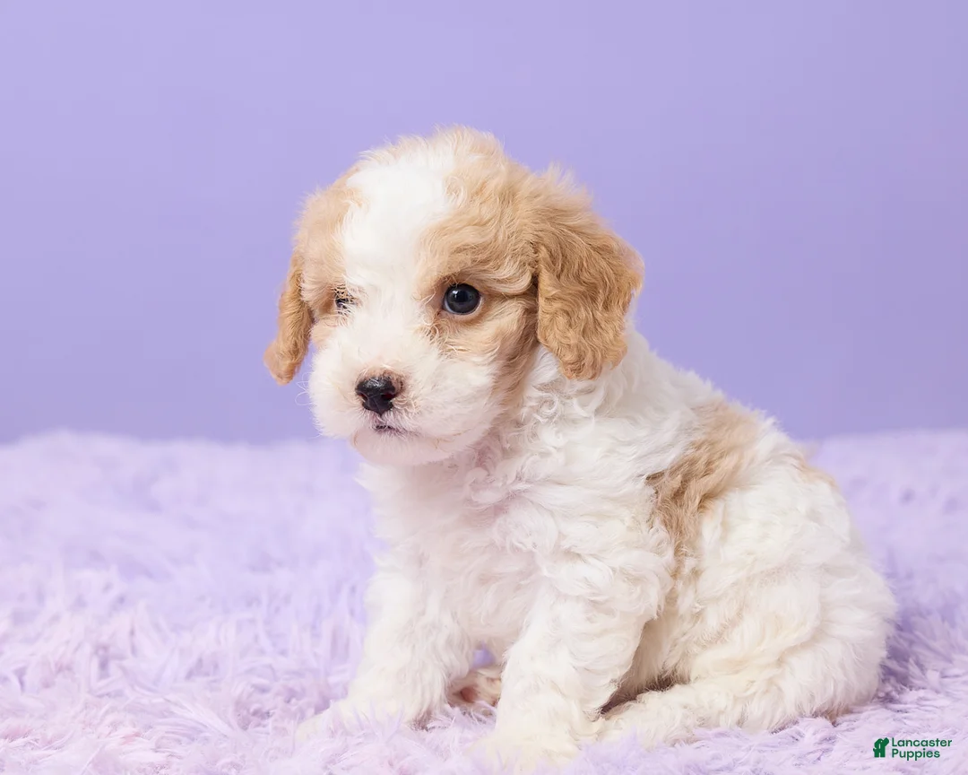 Cavapoo dogs for sale: Andy - Ad 2
