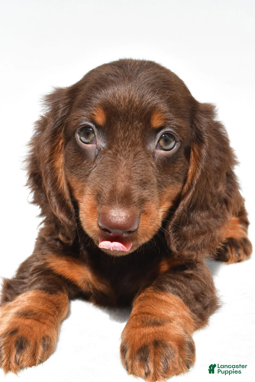 Dachshund dogs for sale: Teddy - Ad 8