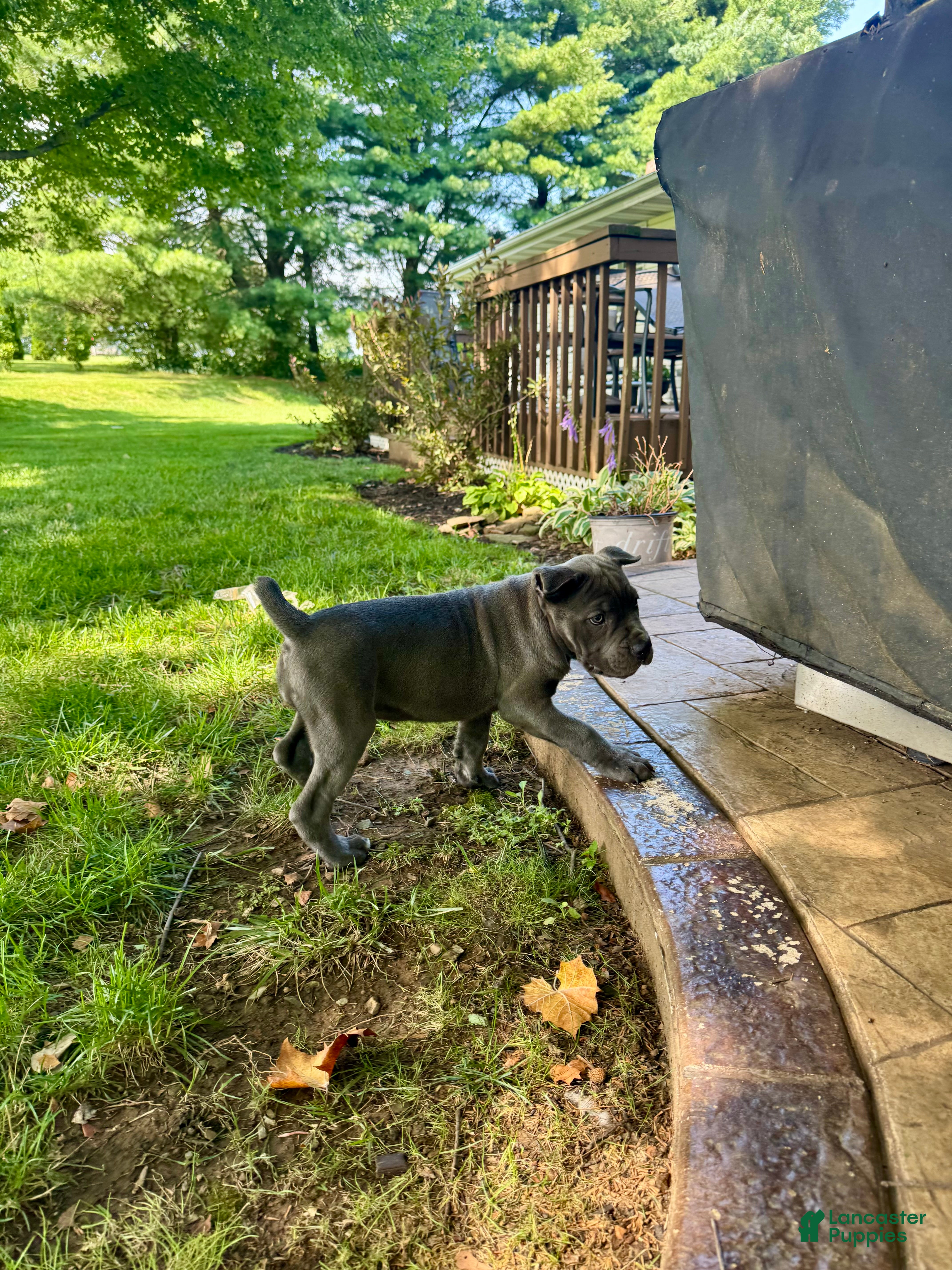 Cane Corso dogs Reba - ICCF Registered Cane Corso Italian Mastiff - Ad 2