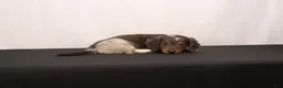 Dachshund dogs for sale: Oscar - Ad 13