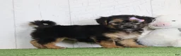 Yochon dogs for sale: Piper - Ad 4