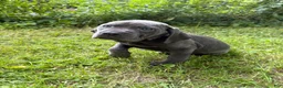 Cane Corso dogs for sale: Cane Corso 5 - Ad 3