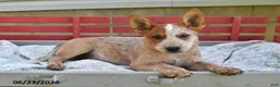 Australian Cattle Dog dogs for sale: Coffee - Ad 5