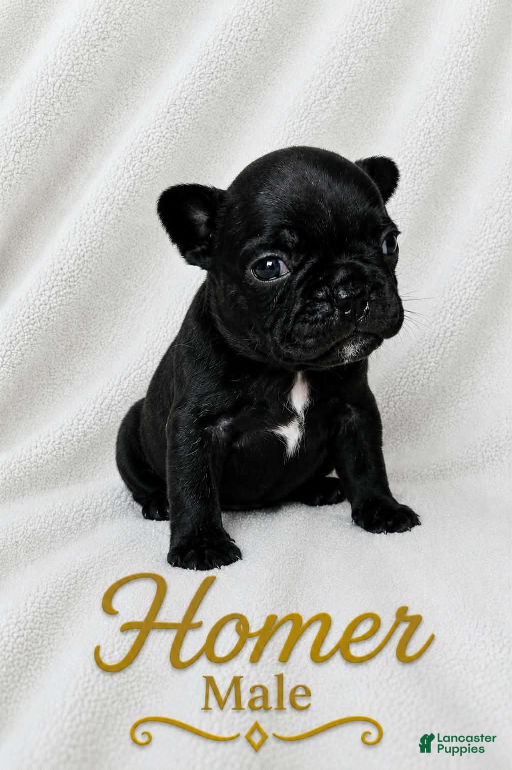French Bulldog dogs for sale: Homer  - Ad 3