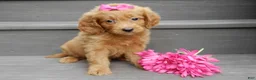 Mini Goldendoodle dogs for sale: Bella - Ad 1